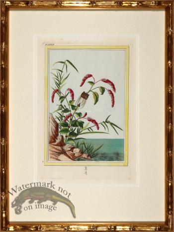 Buchoz Botanicals in Bamboo 05